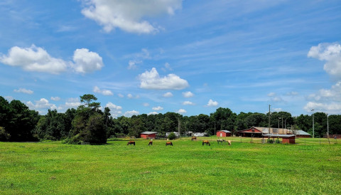 Visit Fairplay Stables