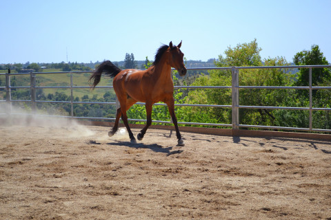 Visit Crater Hill Equestrian