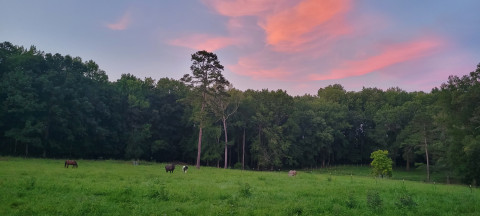 Visit Pampered Pasture Board at BrakeAway Farm