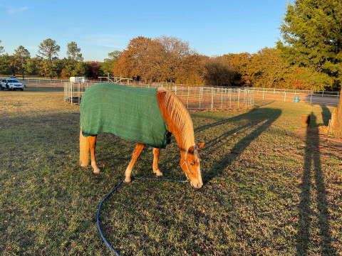 Visit Beautiful Palomino Rocky Mountain Mare for Lease
