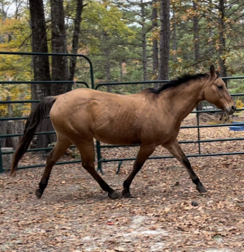 Visit Beautiful Dun QH mare for lease or sale.