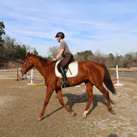 Visit Horseback Riding lessons in Columbia and Hopkins SC