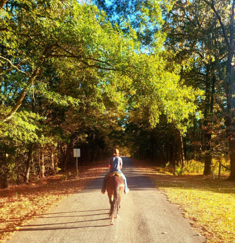 Visit Cricket Hollow Stables