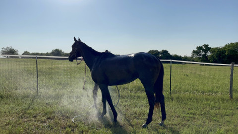 Visit Horse Training / Tune Ups/ Maintenance riding/ Ground work