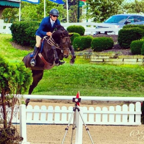 Visit German Bred Hunter/Jumper Prospect for Sale/Lease