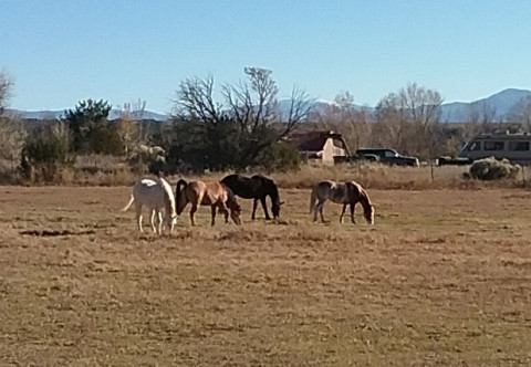 Visit Golden Stables