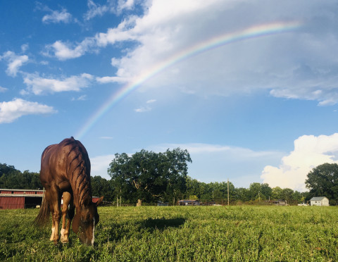 Visit Soft Touch Equine Services