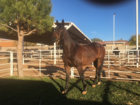 Visit Horse Stalls For Rent