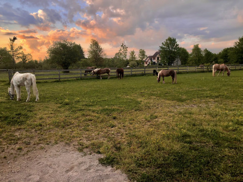 Visit Heulwen Farm