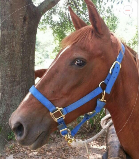Visit Quarter Horse Mare for lease in Jefferson Ga with 6 miles of Trails