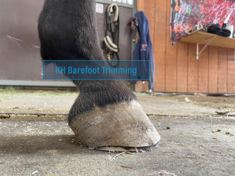 Visit KH Barefoot Trimming