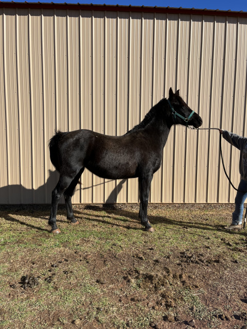 Visit Arabian mare for sale