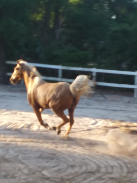 Visit Tennessee Walker-ONSITE LEASE-$250/mth