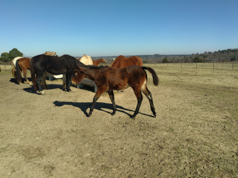 Visit Bay Roan Filly