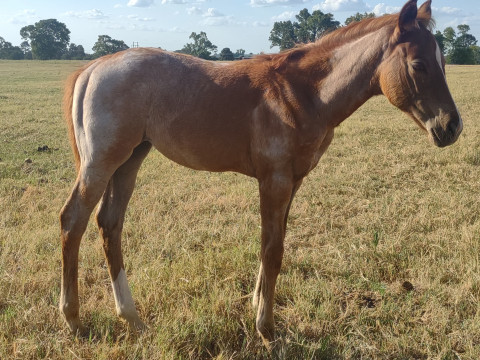 Visit Red Roan Filly AQHA