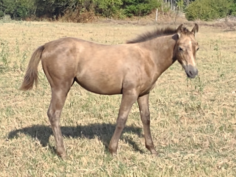 Visit Grey Filly