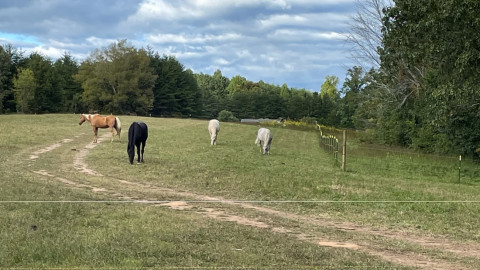 Visit Sale Creek Stables