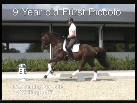 Visit 8 Year Old 4th Level Horse for Sale