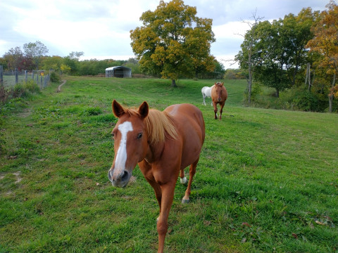 Visit Hilltop Stables and Arena