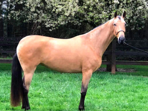 Visit 2015 PRE REGISTERED ANDALUSIAN MARE