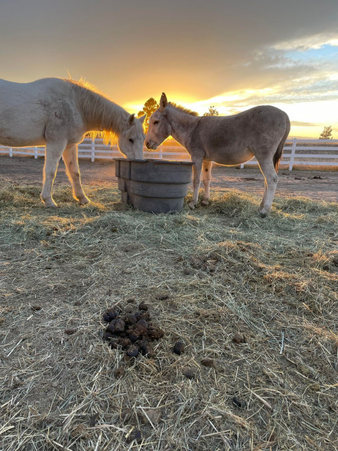 Visit Legacy Equestrian Center