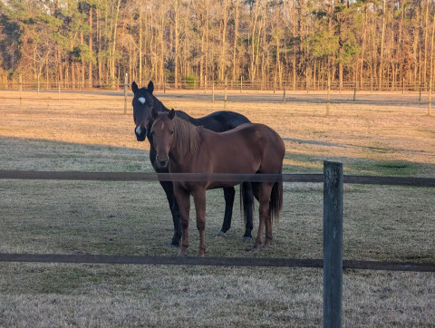 Visit Hot Mess Performance Horses