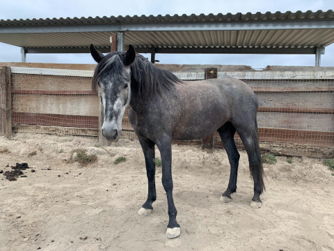 Visit 2017 REGISTERED ANDALUSIAN GELDING