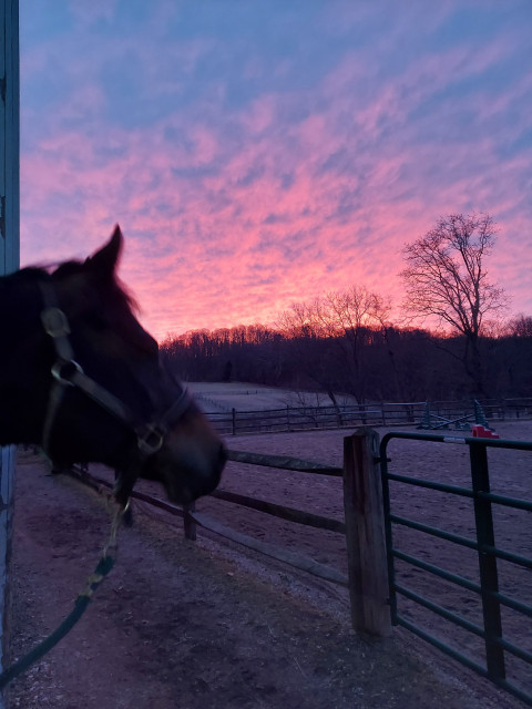 Visit Colonial Hill Quarter Horses
