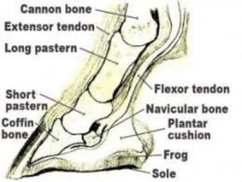 Visit Farrier Hoof Trimming