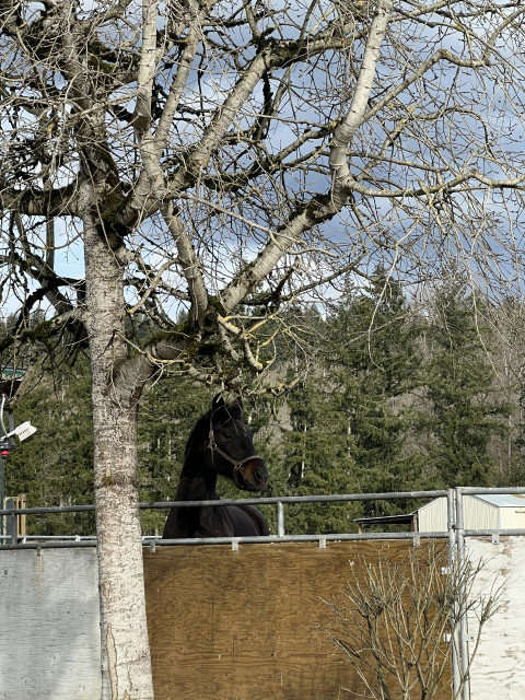 Visit Park Point Equestrian offering Full care horse boarding in south King County