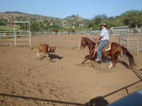 Visit AQHA Gelding - Very cowy - Very Competitive - Won many awards