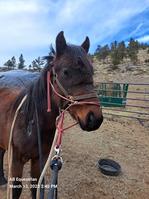 Visit AB Equestrian
