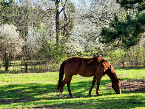 Visit Fairplay Stables