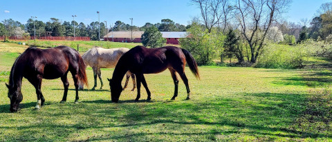 Visit Fairplay Stables
