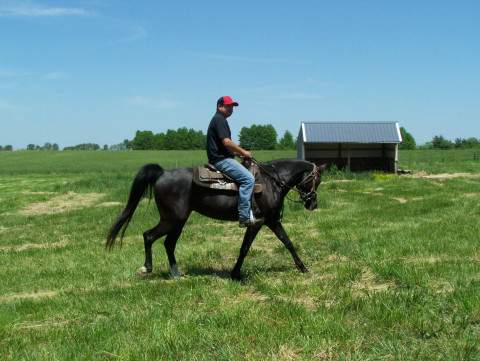 Visit Homozygous Black Straight Egyptian Arabian Mare