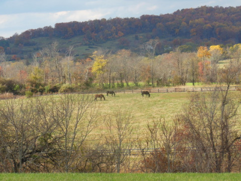 Visit LightHeart Farm--quiet, no drama boarding and rehab