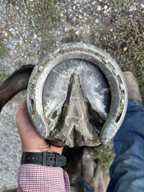 Visit CZ Farrier Service
