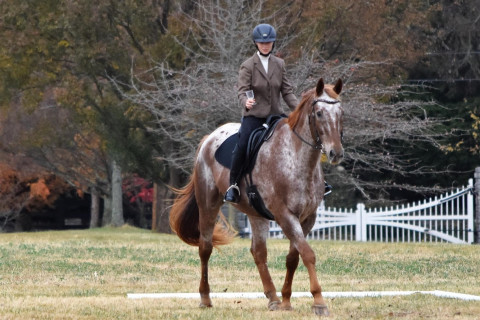 Visit Equine Connection Freelance Training- Annemieke Buis