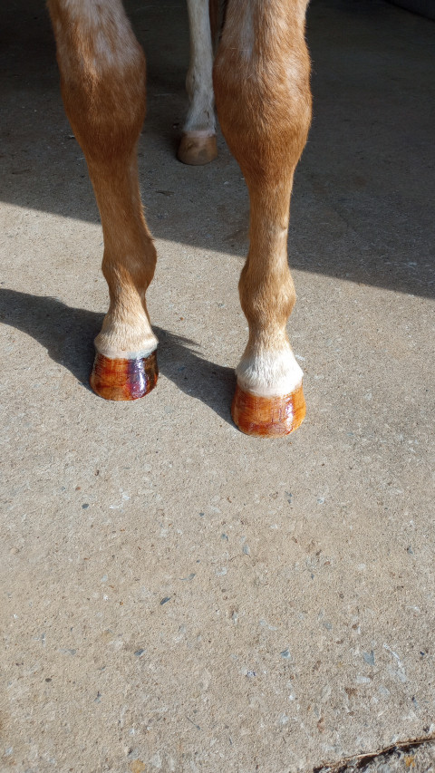 Visit DBW Farrier Service BWFA-JICF