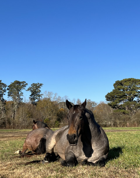 Visit Angus Valley Stables