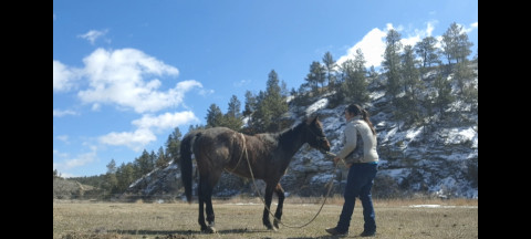 Visit AB Equestrian