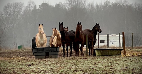 Visit Norman Crew Farm