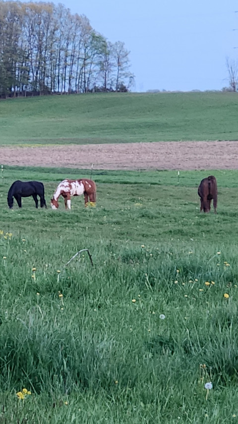 Visit Windmill Acres Horse Boarding