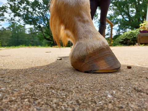 Visit The Holistic Hoof