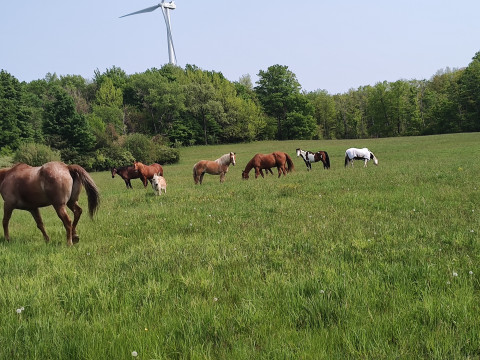 Visit (Email or Text for information)Fredonia NY Horse boarding LeRoy-Jeanett Farm