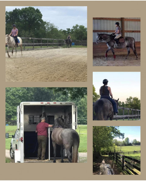 Visit Phoenix Hill Farm/ Rodden Equine Training