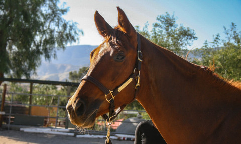 Visit Registered 16.1hh Hanoverian chestnut mare for sale