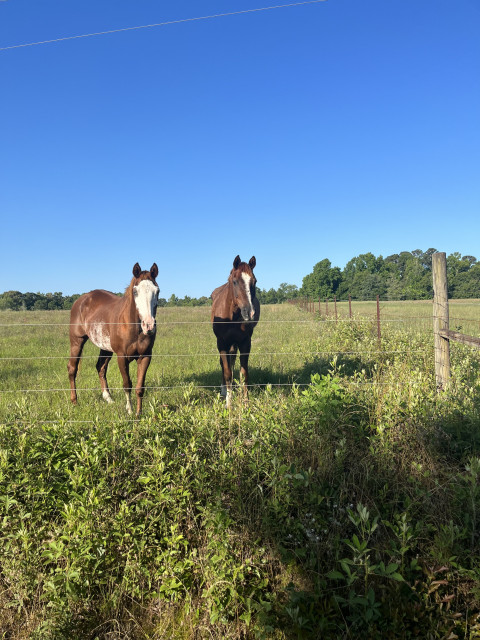 Visit J1s Ranch in Cochran GA