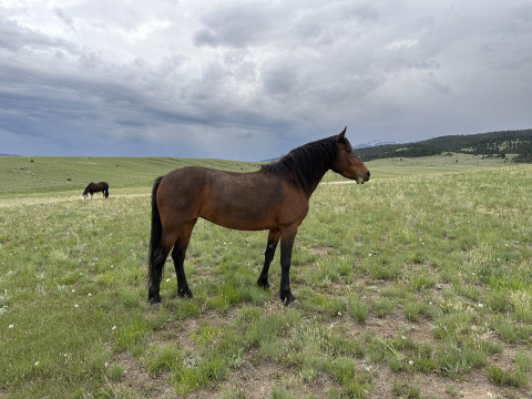 Visit Silver Bow Stables overnight stay