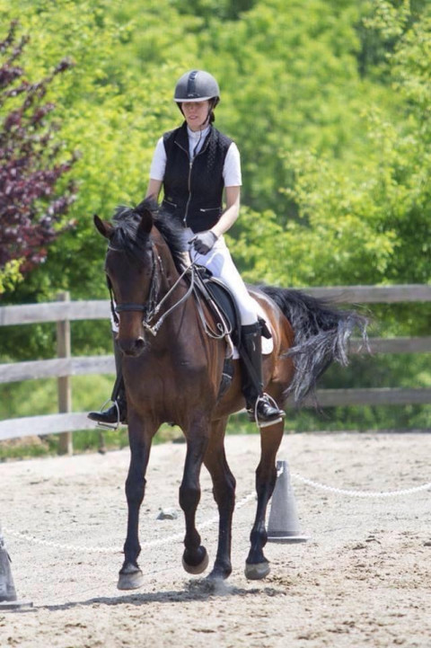 Visit Melissa Tindall Dressage- school horses available